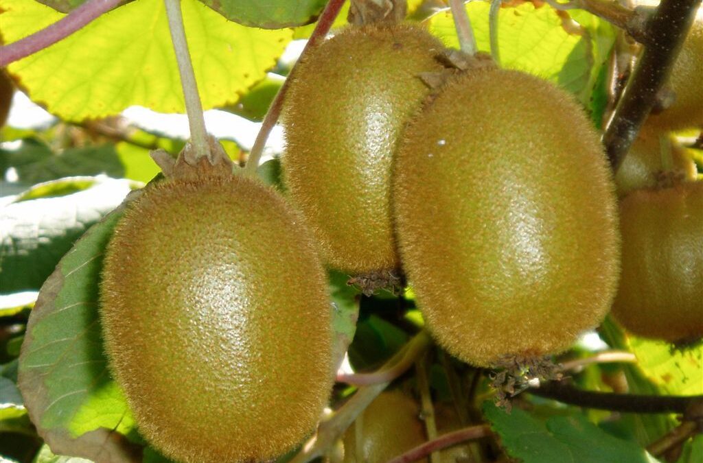 ortofrutta, alleanza cooperative: kiwi e cachi raccolti in anticipo azzoppano i consumi