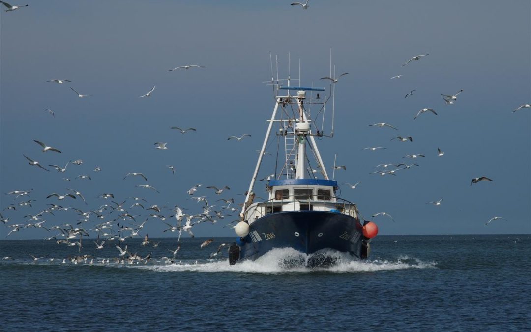pesca, alleanza cooperative: escludere carburante pescherecci dalla revisione direttiva tassazione energia