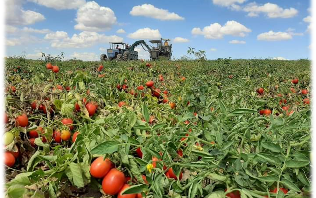 GIORNATA MONDIALE DELL’ALIMENTAZIONE, AGCI: Creare reti solidali che valorizzino il lavoro degli agricoltori, riducano lo spreco alimentare e favoriscano una maggiore consapevolezza riguardo alla nutrizione